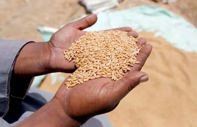 تضارب الأرقام الرسمية لإنتاج تقاوي القمح في مصر.. تعرف