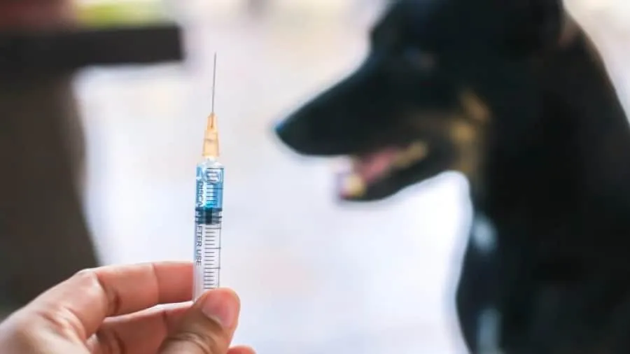 هل حقًا تونس هي الأولى عالميًا في الرّفق بالحيوان وتطعيم 