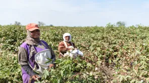 هل زادت مساحة زراعة القطن في مصر منذ 2014؟