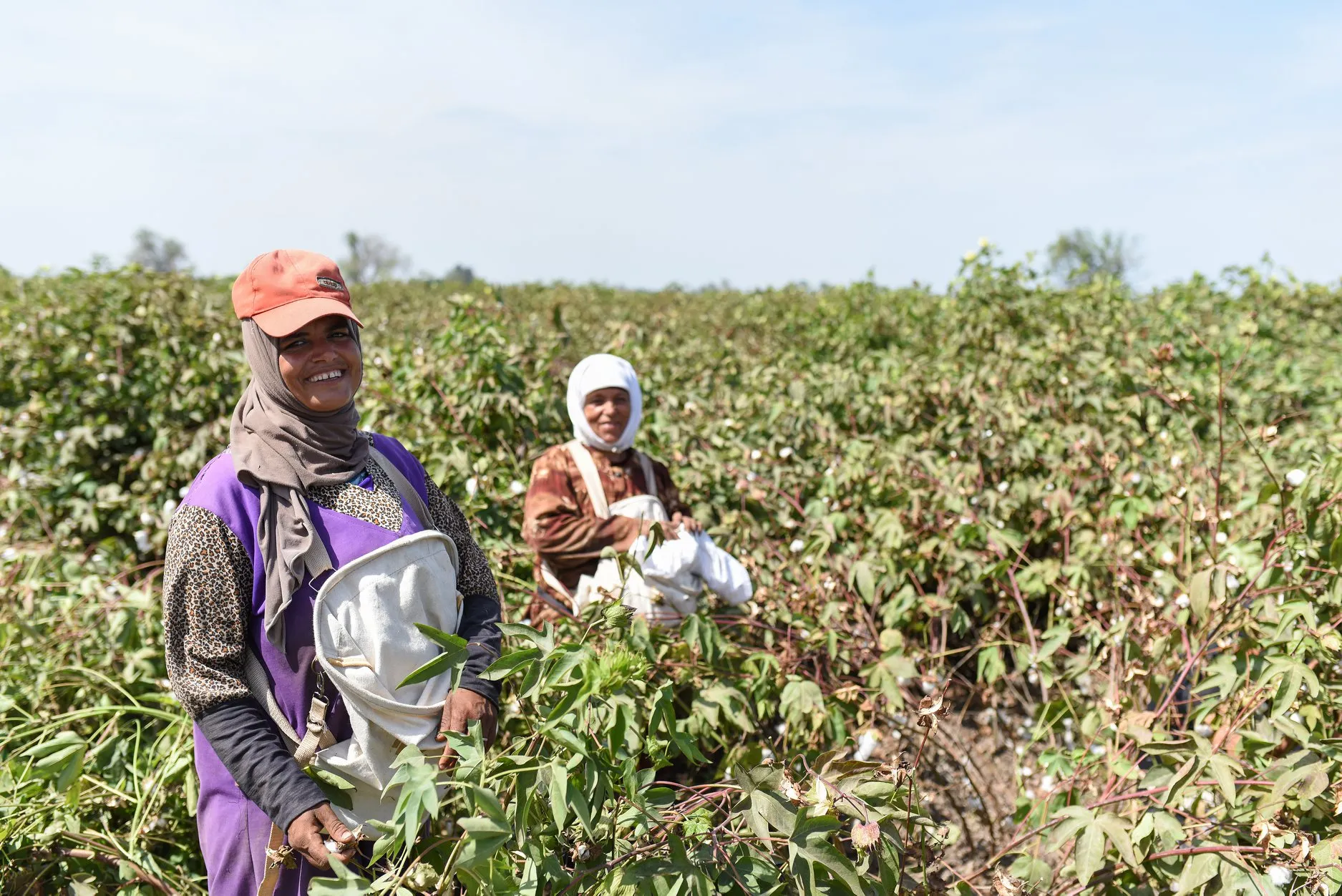 هل زادت مساحة زراعة القطن في مصر منذ 2014؟