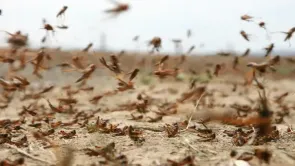 الفيديو المنتشر لزحف الجراد من ليبيا لتونس 