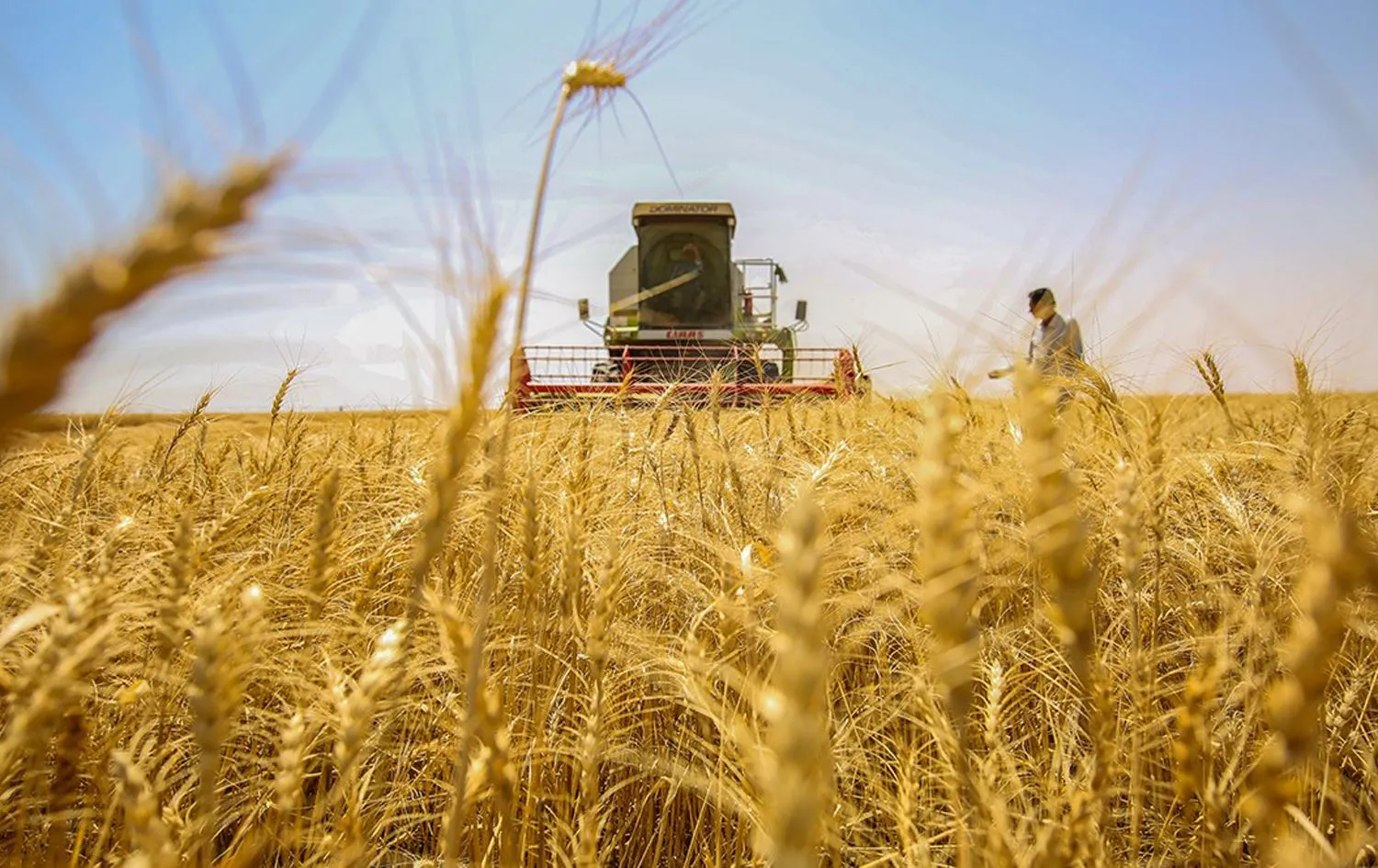 الموسم الزراعي الحالي ليس الأنجح بتاريخ العراق في إنتاج الحنطة