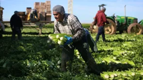 كم تبلُغ نِسبة العاملين بالزراعة في مصر؟ تصريحات نيابية 