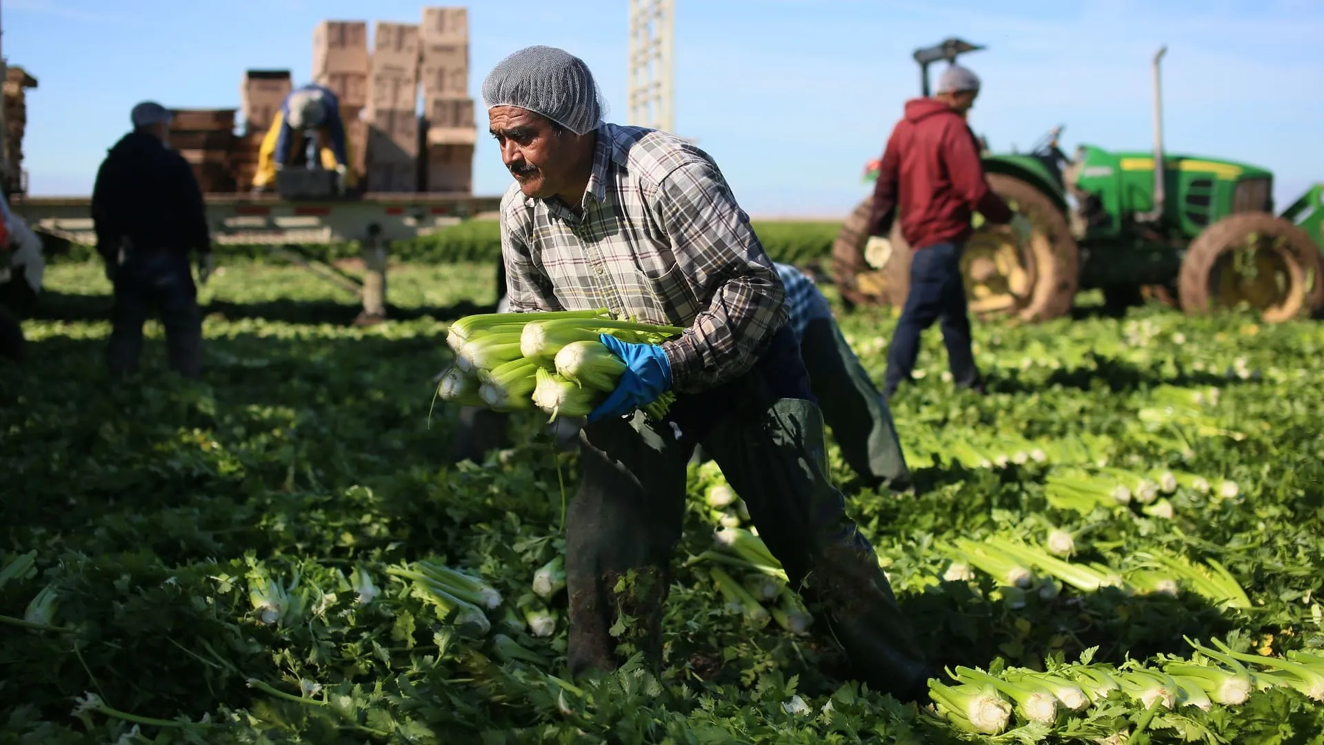 كم تبلُغ نِسبة العاملين بالزراعة في مصر؟ تصريحات نيابية 