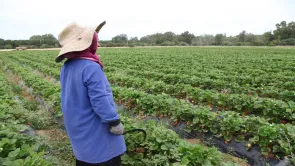 البنك الفلاحي بتونس يمول المشاريع الفلاحية بـ11.4% وليس 6%