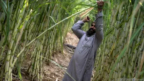 تصريح وزير التموين حول الاكتفاء الذاتي من السكر.. يهدف للإثارة