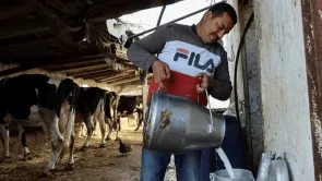 كم يبلغ استهلاك تونس من الحليب؟ تضاربٌ في التصريحات الرسميّة