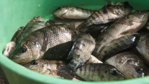 أسماك التربية تمثل 14.5% من إجمالي إنتاج أسماك تونس وليس 20%