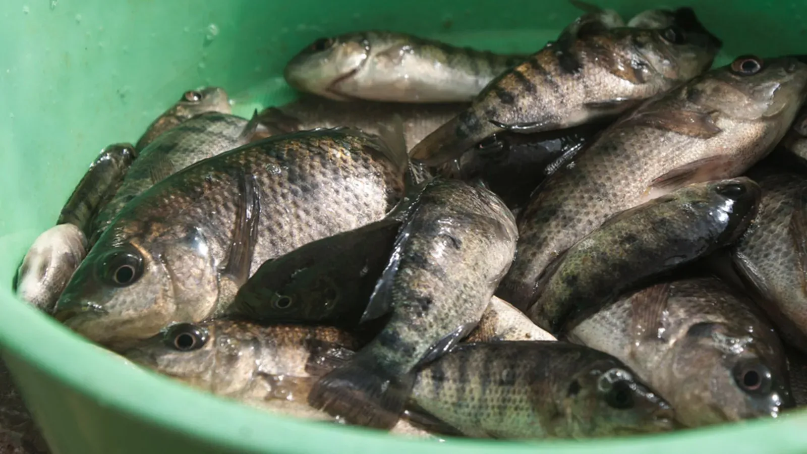 أسماك التربية تمثل 14.5% من إجمالي إنتاج أسماك تونس وليس 20%