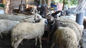 أرقام وزير الأوقاف حول صكوك الأضاحي في 2021 