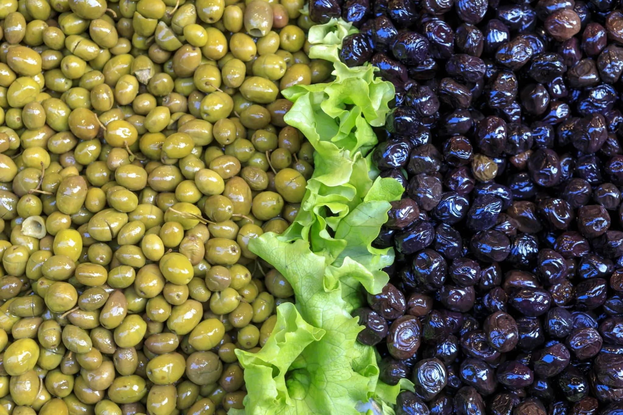 وزير الزراعة يقول إن مصر أكبر دول العالم إنتاجًا للزيتون.. تعرف على ترتيبها الصحيح