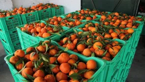 صادرات تونس من القوارص لم تنخفض إلى 5000 طنّ بل تجاوزت 14 ألف طنًا