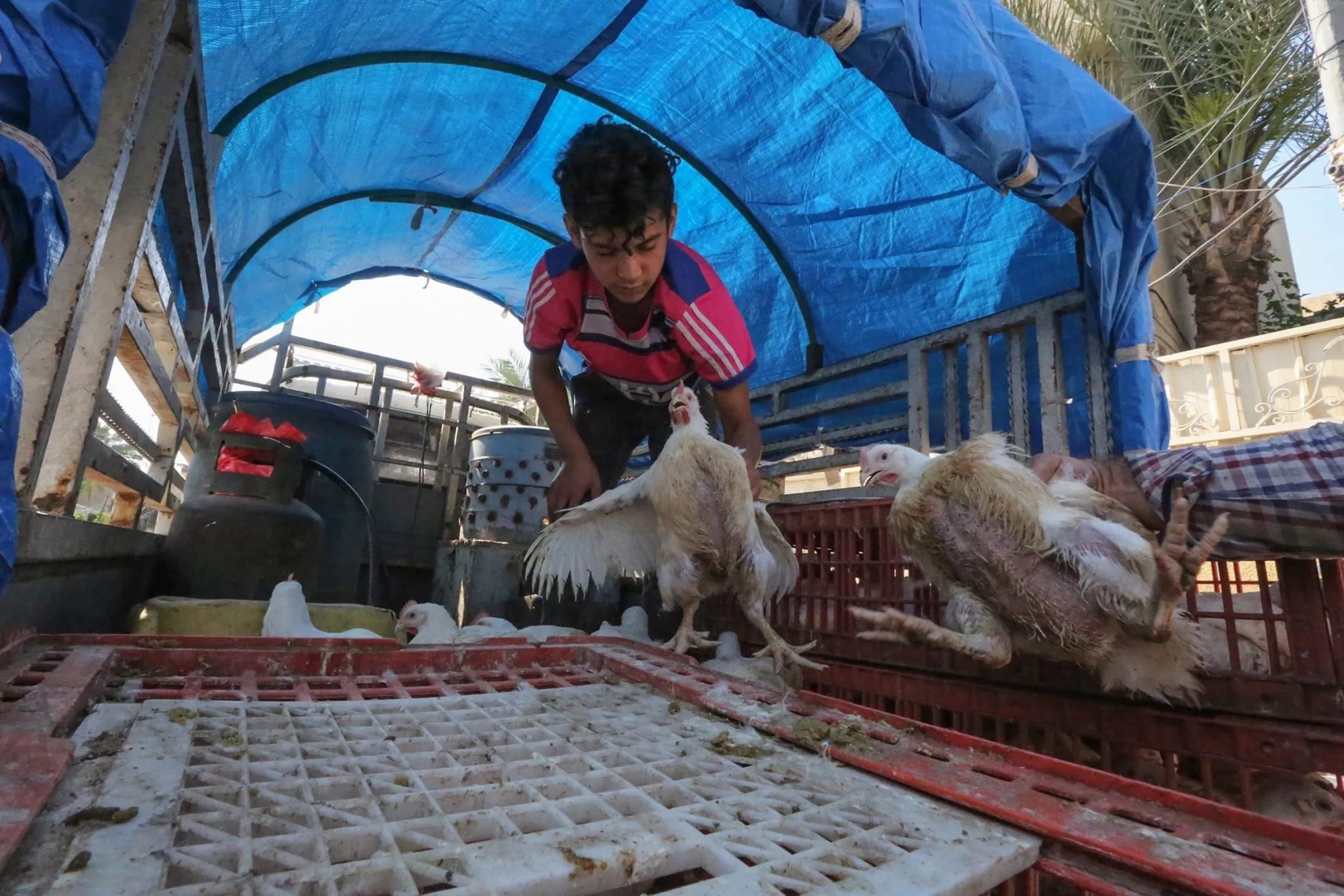 إنتاج العراق من الدجاج لا يسد 80% من احتياجاته