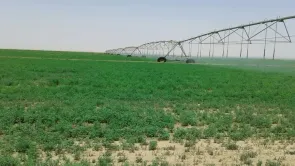 مشروعات استصلاح الأراضي الأخيرة في مصر ليست الأولى منذ 1967