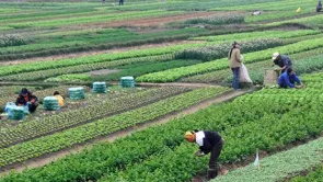 هل فقدت مصر مليوني فدان بسبب 