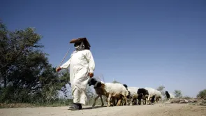 الادعاء بانخفاض الثروة الحيوانية بالعراق 20% خلال 10 سنوات 