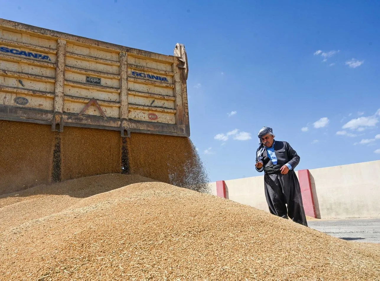 الادعاء بأن إنتاج الأنبار العراقية للحنطة 3 أضعاف العام الماضي 