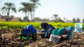 الرقعة الزراعية المصرية لم تزد 4 ملايين فدان في عهد السيسي