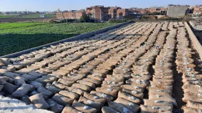 القطن المصري.. أرقام 