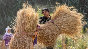 مصر ليست أكبر مستورد للقمح في العالم