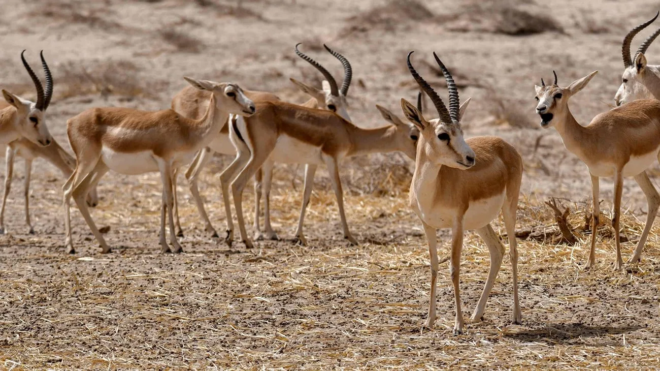 العراق الـ14 وليس الخامس عربيًا في عدد الكائنات المهددة بالانقراض