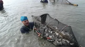 أرقام مدير بحيرة المنزلة المصرية عن إنتاجها السمكي 