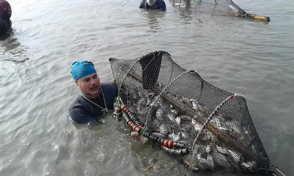 أرقام مدير بحيرة المنزلة المصرية عن إنتاجها السمكي 