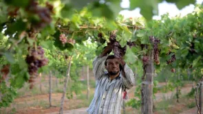 كم جمعية زراعية في مصر؟ التضارب يسيطر على التصريحات الرسمية