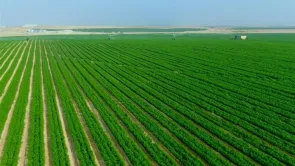 مصر استصلحت 1.8 مليون فدان فقط في عهد السيسي وليس 2.5 مليون