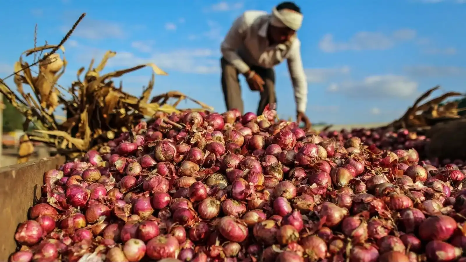مصر لم ترفع صادرات البصل.. وزيادة أسعاره لها أسباب أخرى