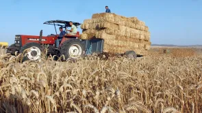 هل تنتهي أزمة قطاع الحبوب في تونس؟ 