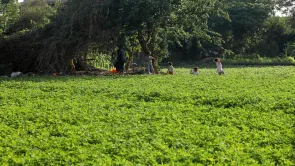 مساحات الرقعة الزراعية في مصر لم تتوقف عند 4 ملايين فدان منذ عام 1950