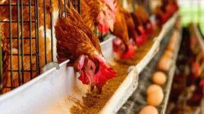 أرقام رئيس شعبة الدواجن المصرية حول أسعار الأعلاف 